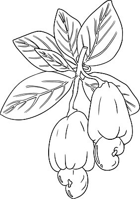 EPS 해외이미지 모양 식물 손 디자인 선 백그라운드 잎 다이어트 과일 일러스트 재료 자연 추상 건강 미술 씨앗 그래픽 장식 세트 연필 검은색 견과류 수확 낙서 스케치 수집 먹기 심볼 사인 그림 유기농 날것 내추럴 고립 엘리먼트 채식주의자 캐슈넛 벡터 비건 해외202309 해외일러스트 웰빙 컬러 무늬 농업 모션 문화예술 학용품 신체부위 필기구 생태계 채식 파일형식