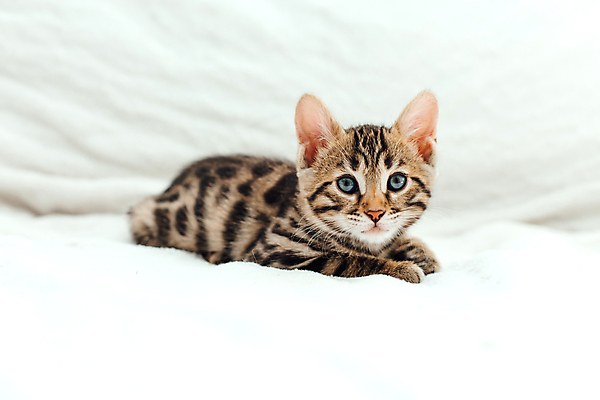 포토 JPG 해외이미지 동물 척추동물 응시 백그라운드 장난 포유류 가족 엄마 수염 주택 털 동양인 사람없음 반려동물 뷰티 머리 고양이 아기 신생아 점 그룹 황금 달콤 작음 모피 귀 슛 얼룩무늬 표범 기르기 혼자 순혈 해외202309 해외포토 시선 무늬 관계 사람 인종 건물 신체부위 맛 크기 돌봄 파일형식