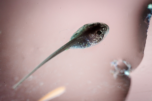 포토 JPG 해외이미지 동물 척추동물 야생동물 파충류 자연 뿔 종류 개구리 양서류 경고 사람없음 목재 물 반려동물 뷰티 갈색 우주 검은색 수영 젖음 신생아 점 달콤 큼 생물학 육식동물 리빙 남쪽 노려봄 이국적 해외202309 해외포토 자연요소 나무 교육 컬러 재료 표정 아기 수상스포츠 맛 크기 방향 생태계 파일형식