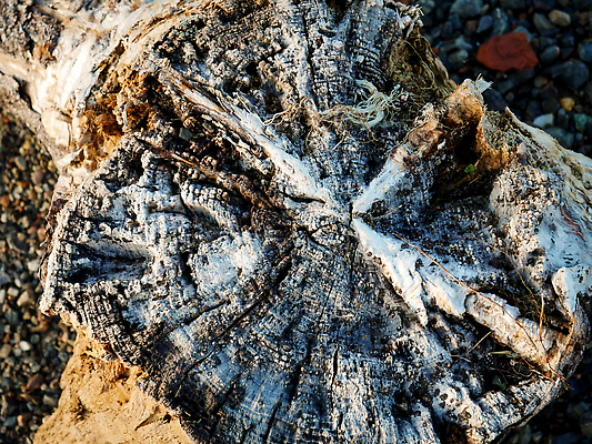 포토 JPG 해외이미지 모양 나무 식물 디자인 백그라운드 패턴 자연 벽지 추상 사람없음 야외 목재 장식 뷰티 회색 소나무 거친 닫기 정상 숲 천 묘사 질감 웨이브 북쪽 내추럴 수목 옛날 노화 많음 해외202309 해외포토 컬러 컨셉 무늬 재료 모션 직물 방향 생태계 파일형식