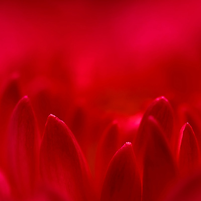 포토 JPG 해외이미지 식물 디자인 계절 꽃잎 꽃 컬러 백그라운드 컨셉 꽃무늬 자연 추상 휴가 국화 미술 사람없음 빨간색 초록색 빛 뷰티 환경 보라색 수확 성장 벚꽃 신선 신용카드 개화 선택 제비꽃 질감 복고 데이지 부드러움 내추럴 창백 해외202309 해외포토 무늬 농업 문화예술 금융 감각 생태계 파일형식