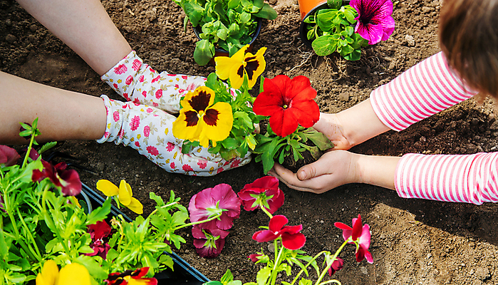 포토 JPG 해외이미지 손 꽃 장갑 신체부위 정원 흙 성장 원예 심기 해외202309 해외포토 식물 잡화 모션 사람 취미 파일형식