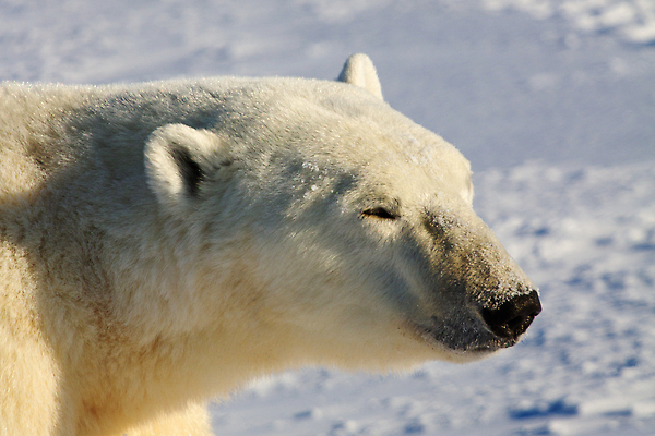 포토 JPG 해외이미지 동물 야생동물 바다 캐나다 곰 포유류 자연 종류 사람없음 야외 맑음 냉동 추위 흰색 인쇄 큼 발자국 북극 트랙 육식동물 북쪽 육식 멸종 솜털 선로 화창 해외202309 해외포토 컬러 북아메리카 자국 날씨 크기 극지방 방향 생태계 파일형식