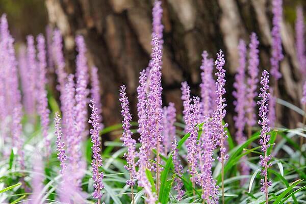포토 JPG 해외이미지 꽃 사람없음 해외202309 해외포토 식물 파일형식