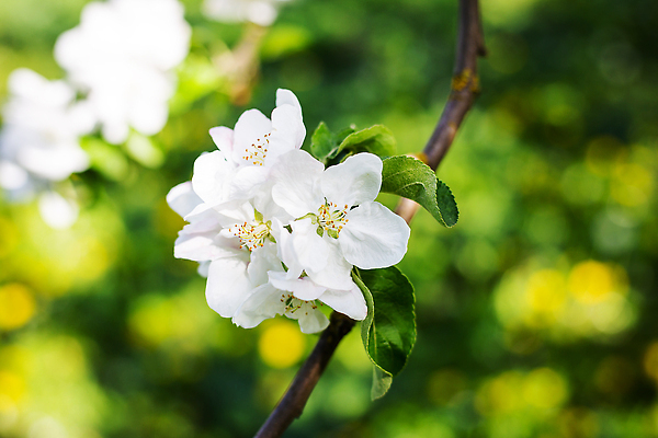 포토 JPG 해외이미지 나무 식물 계절 꽃잎 꽃 컬러 백그라운드 잎 꽃무늬 농업 자연 하늘 사람없음 야외 빨간색 초록색 여름 빛 뷰티 우주 환경 정원 맑음 봄 성장 벚꽃 흰색 나뭇가지 신선 개화 닫기 사과 원예 내추럴 꽃수술 블러 해외202309 해외포토 산업 무늬 과일 모션 날씨 취미 생태계 파일형식