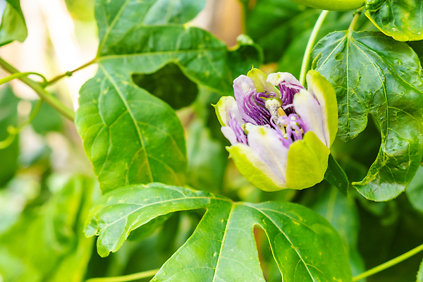 포토 JPG 해외이미지 나무 식물 꽃 잎 농업 과일 건강 사람없음 농장 농경지 환경 정원 들꽃 성장 벚꽃 시골 신선 유기농 열정 내추럴 이국적 세련 해외202309 해외포토 웰빙 감정 산업 파일형식