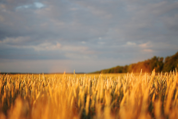 포토 JPG 해외이미지 식물 디자인 계절 음식 빵 컬러 백그라운드 밭 농업 자연 건조 건강 옥수수 씨앗 사람없음 야외 빛 농작물 태양 농장 농경지 노란색 농사 맑음 일몰 수확 성장 농촌 시골 황금 낟알 시리얼 밀 유기농 보리 밀짚 내추럴 밭일 숙성 호밀 해외202309 해외포토 자연요소 웰빙 산업 날씨 곡류 노을 짚 생태계 파일형식