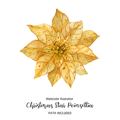 JPG 해외이미지 크리스마스 일러스트 사람없음 장식 금색 겨울꽃 포인세티아 해외202309 해외일러스트 기념일 꽃 컬러 겨울 파일형식