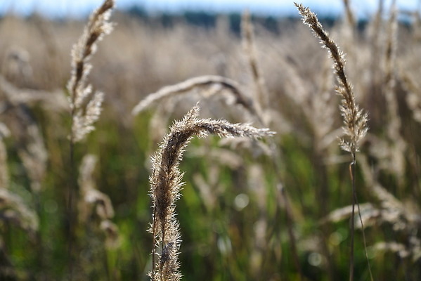 포토 JPG 해외이미지 식물 디자인 배너 계절 음식 빵 줄기 백그라운드 잎 꽃무늬 패턴 밭 농업 비즈니스 자연 추상 옥수수 미술 씨앗 풍경 사람없음 야외 여름 햇빛 태양 뷰티 농장 노란색 농사 봄 수확 성장 시골 황금 낟알 땅 시리얼 밀 질감 보리 밀짚 내추럴 숙성 국경 해외202309 해외포토 자연요소 꽃 산업 컬러 무늬 문화예술 곡류 짚 생태계 파일형식