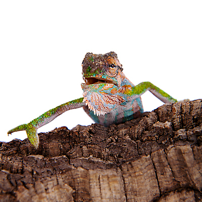 포토 JPG 해외이미지 동물 응시 야생동물 백그라운드 무지개 패턴 파충류 자연 실내 저울 앉기 사람없음 가로 초록색 반려동물 뷰티 노란색 걷기 우주 흰색 나뭇가지 아기 관찰 닫기 작음 자르기 가득함 묘사 꼬리 오르기 도마뱀 길이 고립 남아프리카 이국적 카멜레온 못생김 해외202309 해외포토 자연요소 나무 시선 컬러 무늬 모션 아프리카 사람 내부 크기 생태계 파일형식