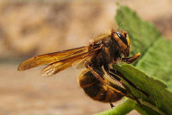 포토 JPG 해외이미지 동물 꽃 곤충 잎 자연 사람없음 노란색 정원 검은색 흰색 벌레 말벌 꽃가루 꿀 찌르기 호박벌 해외202309 해외포토 식물 컬러 모션 벌_곤충 가루 생태계 파일형식