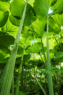 포토 JPG 해외이미지 식물 꽃 음식 잎 밭 농업 채소 자연 건강 사람없음 초록색 농작물 농장 정원 봄 샐러드 성장 신선 상추 허브 유기농 원예 해외202309 해외포토 웰빙 계절 산업 컬러 취미 생태계 파일형식