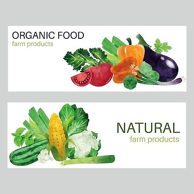 EPS 해외이미지 토마토 일러스트 가지 파프리카 옥수수 사람없음 양상추 유기농 양배추 손그림 샐러리 컬리플라워 배너세트 비건 샐러드채소 해외202309 해외일러스트 웰빙 배너 채소 곡류 세트 브로콜리 채식주의자 파일형식 벡터