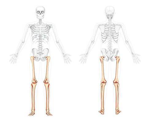 EPS 해외이미지 모델 손 여자 남자 신체 일러스트 뼈 골격 건강 사람 세트 약 머리 3D 플랫 엉덩이 흉부 수집 척추 시스템 팔 바비큐립 고립 양발 해골모형 벡터 해외202309 해외일러스트 의학 신체부위 모형 호흡기관 바비큐 디지털합성 파일형식