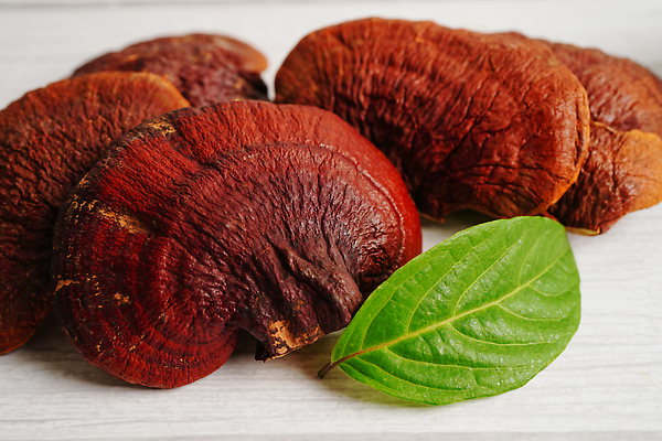 포토 JPG 해외이미지 잎 건강 사람없음 약초 영지버섯 해외202309 해외포토 식물 버섯 풀_식물 파일형식