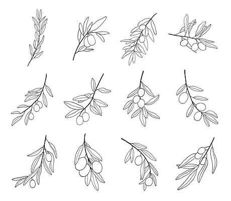 EPS 해외이미지 나무 식물 실루엣 선 음식 줄기 결혼 백그라운드 잎 꽃무늬 채소 일러스트 자연 잉크 요리 미술 장식 세트 연필 펜 정원 검은색 흰색 나뭇가지 우아함 스케치 수집 지중해 허브 그림 올리브 심플 윤곽 그리스인 고립 엘리먼트 벡터 해외202309 해외일러스트 서양인 열매 꽃 바다 컬러 컨셉 무늬 문화예술 학용품 촬영기법 이벤트 필기구 생태계 파일형식