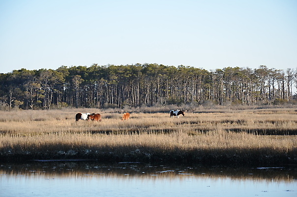 포토 JPG 해외이미지 식물 동물 호수 야생동물 바다 자연 하늘 잔디 사람없음 야외 물 강 갈색 연못 습지 해외202309 해외포토 자연요소 컬러 생태계 파일형식