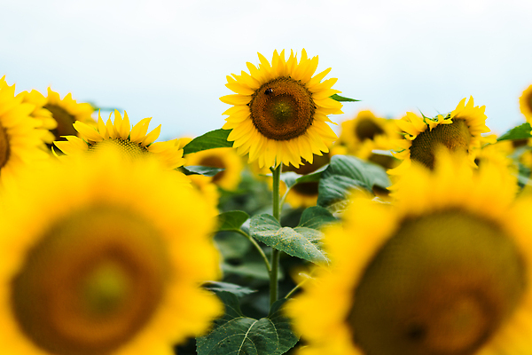 포토 JPG 해외이미지 꽃밭 해바라기 사람없음 노란색 화려 해외202309 해외포토 꽃 컬러 컨셉 파일형식
