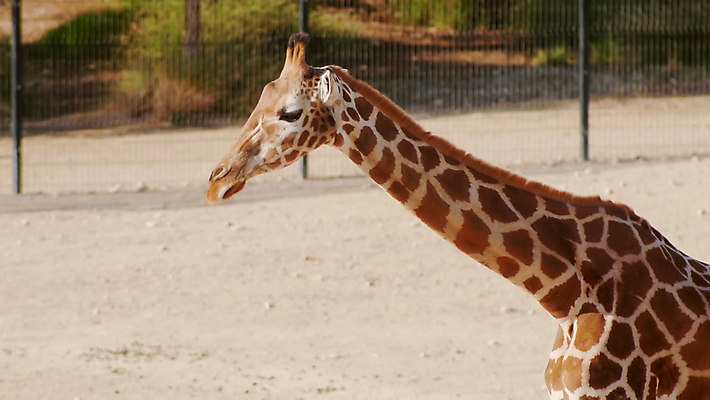포토 JPG 해외이미지 동물 응시 공원 얼굴 야생동물 백그라운드 패턴 포유류 가족 아프리카 자연 동물원 서기 사람없음 뷰티 숫자 갈색 머리 환경 산책 흰색 닫기 큼 기린 사파리 목 남쪽 내추럴 아카시아 동물상 이국적 채식주의자 해외202309 해외포토 나무 문자 시선 공공시설 나라 컬러 무늬 관계 모션 휴식 신체부위 조형물 크기 방향 생태계 채식 파일형식