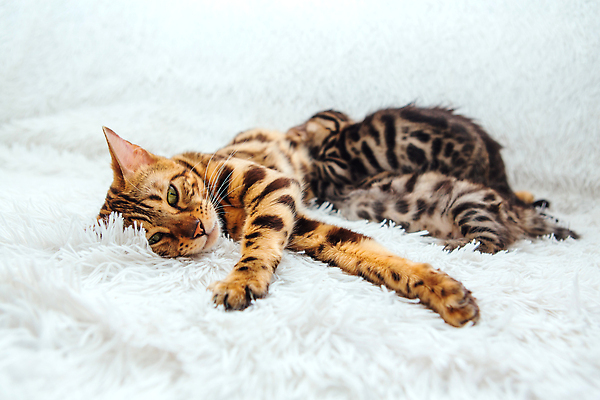 포토 JPG 해외이미지 동물 얼굴 어린이 포유류 엄마 휴식 짧은머리 수염 주택 털 동양인 사람없음 반려동물 노란색 고양이 우유 아기 신생아 점 황금 작음 가슴 먹기 간호 솜털 표범 돌봄 수유 유래 해외202309 해외포토 헤어스타일 컬러 컨셉 가족 모션 유제품 사람 인종 건물 신체부위 크기 파일형식