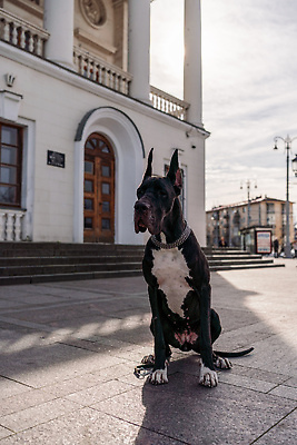 포토 JPG 해외이미지 한마리 건축물 반려견 길 거리 앉기 사람없음 야외 기다림 대형견 그레이트덴 해외202309 해외포토 1 건축 모션 반려동물 개 파일형식