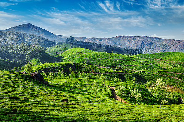 포토 JPG 해외이미지 주간 나무 아시아 아침 산 동양인 풍경 사람없음 야외 초록색 농장 평화 일출 침묵 전원 신선 차 인도인 언덕 장면 케랄라주 해외202309 해외포토 자연요소 외국인 식물 나라 음료 컬러 컨셉 농업 인종 노을 소리 인도_나라 전기에너지 파일형식