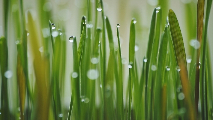 포토 JPG 해외이미지 식물 백그라운드 잎 겨울 밭 농업 재료 자연 날씨 건강 식이요법 잔디 사람없음 야외 초록색 물 파란색 농작물 농장 새싹 환경 봄 젖음 수확 성장 시골 신선 칼날 떨어짐 이슬 시리얼 밀 보케 땅바닥 호밀 세련 귀리 해외202309 해외포토 자연요소 계절 산업 음식 컬러 컨셉 곡류 바닥 생태계 파일형식