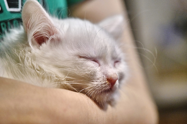 포토 JPG 해외이미지 동물 1 응시 행복 얼굴 컬러 백그라운드 오렌지 포유류 휴가 휴식 바닥 주택 털 사람없음 빨간색 빛 반려동물 뷰티 노란색 고양이 회색 흰색 잠 닫기 작음 모피 솜털 내추럴 거짓말 해외202309 해외포토 시선 감정 컨셉 과일 모션 건물 신체부위 크기 파일형식