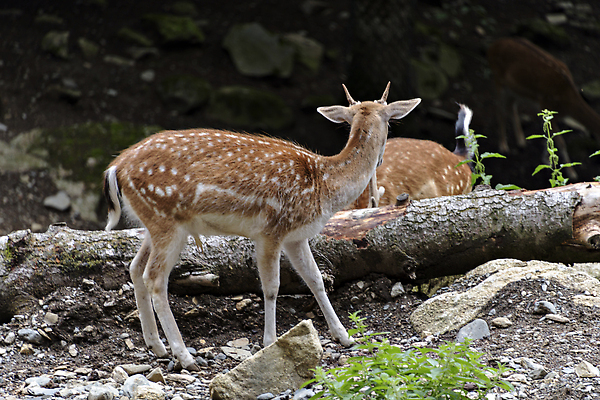 포토 JPG 해외이미지 동물 공원 남자 유럽 야생동물 자연 사슴 사람없음 초록색 갈색 머리 걷기 흰색 스페인 숲 통과 동물상 떠남 해외202309 해외포토 공공시설 나라 컬러 포유류 모션 사람 신체부위 조형물 생태계 파일형식