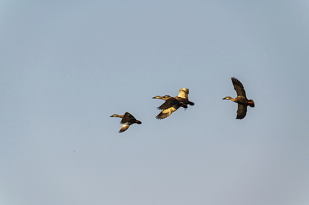 포토 JPG 해외이미지 동물 호수 야생동물 자연 조류 사람없음 깃털 물새 청둥오리 해외202309 해외포토 오리 생태계 파일형식