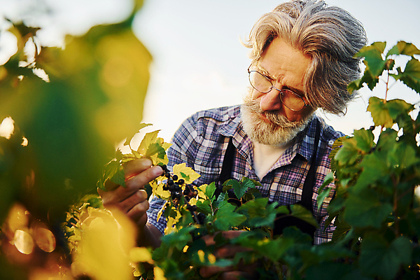 포토 JPG 해외이미지 노년 남자 밭 농업 한명 들기 상반신 앞모습 농경지 농사 시골 농부 노인남자한명만 안경낌 내려보기 해외202309 해외포토 직업 1 산업 안경 뷰포인트 모션 사람 성인 농장 남자한명만 노인남자만 파일형식