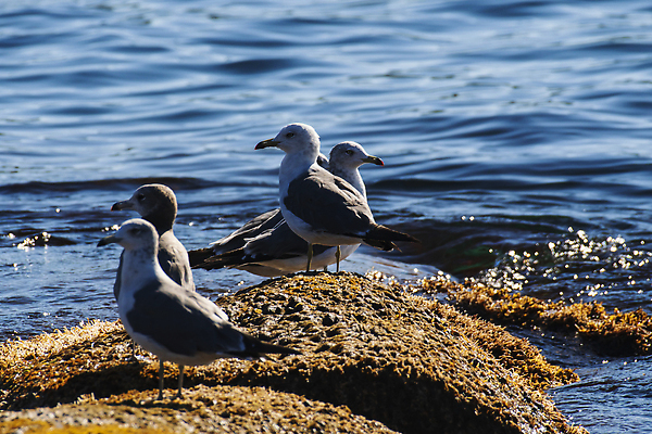 포토 JPG 해외이미지 동물 호수 야생동물 바다 자연 갈매기 조류 사람없음 물 파란색 흰색 깃털 해외202309 해외포토 자연요소 컬러 생태계 파일형식