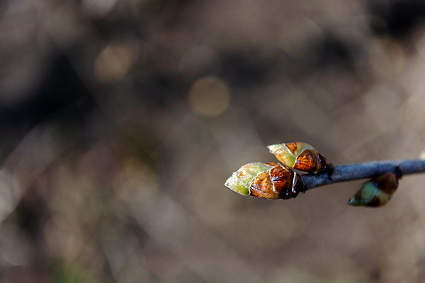 포토 JPG 해외이미지 식물 계절 줄기 백그라운드 잎 꽃무늬 농업 채소 자연 새로움 사람없음 야외 초록색 새싹 우주 정원 봄 성장 나뭇가지 시골 신선 소프트포커스 작음 4월 유기농 원예 내추럴 건포도 해외202309 해외포토 나무 웰빙 꽃 산업 컬러 컨셉 무늬 포도 촬영기법 취미 날짜 크기 생태계 건과일 파일형식