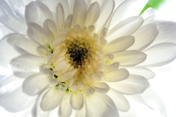 포토 JPG 해외이미지 식물 꽃잎 꽃 컬러 백그라운드 꽃무늬 자연 국화 사람없음 파란색 뷰티 노란색 봄 벚꽃 흰색 신선 닫기 부드러움 내추럴 해외202309 해외포토 계절 무늬 모션 감각 생태계 파일형식