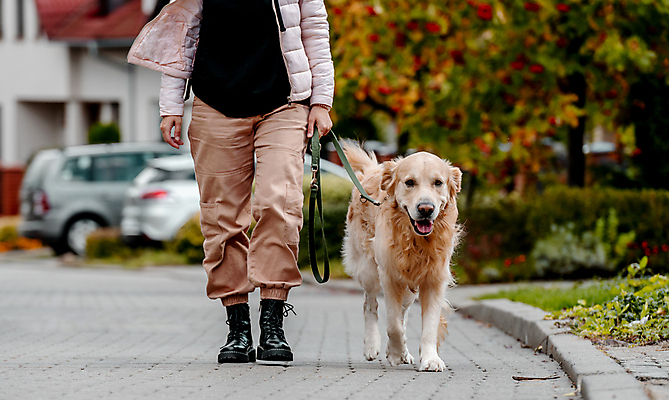 포토 JPG 해외이미지 행복 자동차 놀이 한명 성인 야외 산책 산책로 하반신 개 목줄 성인한명만 해외202309 해외포토 1 감정 길 육상교통 포유류 휴식 사람 성인만 파일형식 반려용품