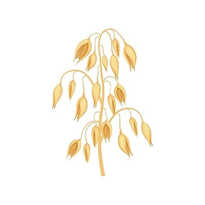 EPS 해외이미지 식물 디자인 배너 음식 조각 백그라운드 밭 농업 다이어트 일러스트 재료 자연 건조 건강 옥수수 씨앗 그래픽 농작물 농장 노란색 식사 수확 흰색 아침식사 낟알 시리얼 오브젝트 그림 유기농 복고 귀 내추럴 고립 뮤즐리 엘리먼트 오트밀 채식주의자 벡터 귀리 해외202309 해외일러스트 웰빙 산업 컬러 곡류 신체부위 생태계 채식 파일형식