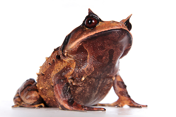 포토 JPG 해외이미지 스튜디오촬영 전신 동물 척추동물 야생동물 과학 백그라운드 파충류 자연 뿔 종류 개구리 양서류 경고 동양인 사람없음 반려동물 갈색 검은색 어둠 젖음 흰색 큼 열대우림 자르기 흰배경 멸종 두꺼비 나쁜 고립 이국적 카피스페이스 못생김 해외202309 해외포토 컬러 모션 실내 인종 공백 숲 크기 생태계 파일형식