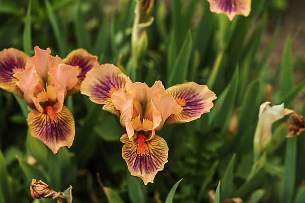 포토 JPG 해외이미지 식물 꽃잎 꽃 분홍색 잎 꽃무늬 자연 사람없음 파란색 뷰티 정원 보라색 봄 벚꽃 개화 제비꽃 붓꽃 해외202309 해외포토 계절 컬러 무늬 생태계 파일형식