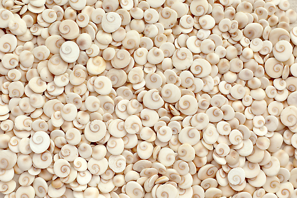 포토 JPG 해외이미지 모래 바다 여행 백그라운드 자연 추상 휴가 조개 나선형 사람없음 장식 여름 빛 껍질 질감 해외202309 해외포토 계절 무늬 어패류 생태계 파일형식