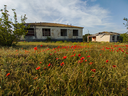포토 JPG 해외이미지 꽃 컬러 여행 밭 자연 휴가 사람없음 건물 초록색 여름 컬러풀 봄 버리기 폐허 양귀비 조지아 해외202309 해외포토 식물 건축물 계절 농업 모션 생태계 동유럽 파일형식