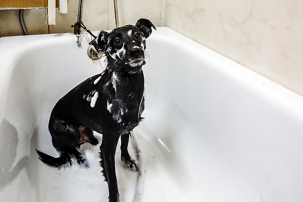 포토 JPG 해외이미지 동물 새끼 포유류 건조 수영장 실내 성인 사람없음 반려동물 상점 스파 가축 목욕 거품 젖음 개 강아지 작음 비누 샴푸 수의사 몸단장 송곳니 양모 기르기 대가리 돌봄 복잡 샤워실 위생관리 해외202309 해외포토 컨셉 모션 관리 사람 내부 위생용품 청결 의사 직물 치아 크기 샤워시설 파일형식