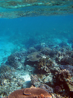 포토 JPG 해외이미지 사람없음 수중 산호 호주 암초 해외202309 해외포토 오세아니아 자포동물 파일형식