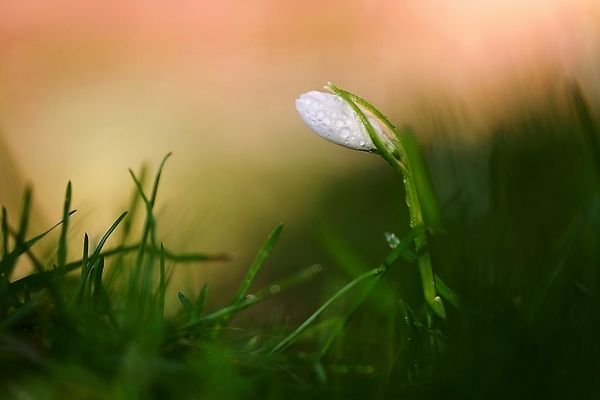 포토 JPG 해외이미지 식물 계절 공원 꽃잎 꽃 백그라운드 겨울 꽃무늬 봄꽃 자연 사람없음 야외 초록색 햇빛 태양 뷰티 환경 정원 봄 추위 벚꽃 흰색 신선 개화 숲 작음 묘사 속도 내추럴 스노드롭 헌병 해외202309 해외포토 자연요소 공공시설 컬러 무늬 군인 크기 생태계 파일형식