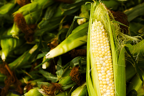 포토 JPG 해외이미지 음식 채소 옥수수 사람없음 신선 사인 유기농 해외202309 해외포토 웰빙 곡류 파일형식
