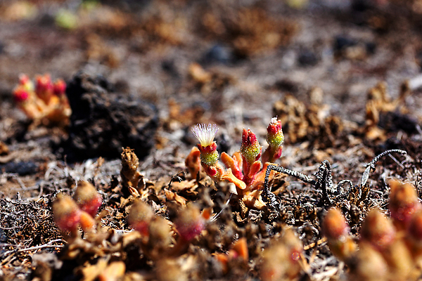 포토 JPG 해외이미지 식물 꽃잎 꽃 잎 꽃무늬 오렌지 자연 사람없음 초록색 여름 뷰티 정원 이탈리아 사막 벚꽃 개화 닫기 용암 해외202309 해외포토 계절 유럽 컬러 무늬 과일 모션 생태계 파일형식