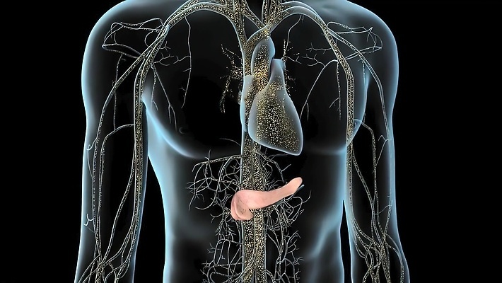 포토 JPG 해외이미지 남자 과학 신체 일러스트 해부 추상 실내 건강 사람 사람없음 내부 그래픽 파란색 약 3D 인포그래픽 투명 오르간 질병 생물학 간 시스템 암 방광 췌장 당뇨병 복근 복부 해외202309 해외포토 교육 컬러 무늬 의학 근육 신체부위 장기_의학 건반악기 비뇨기관 디지털합성 파일형식