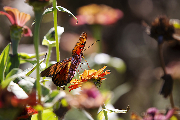포토 JPG 해외이미지 동물 꽃잎 꽃 야생동물 과학 나비 곤충 꽃무늬 절지류 날개 오렌지 자연 생물 무척추동물 안테나 사람없음 야외 초록색 여름 햇빛 뷰티 환경 정원 맑음 검은색 봄 활발 다양 벚꽃 만 점 벌레 보호 장면 리빙 내추럴 해외202309 해외포토 식물 계절 컬러 다수 컨셉 무늬 과일 통신 날씨 태양 생태계 파일형식