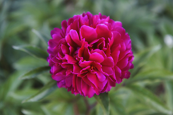 포토 JPG 해외이미지 식물 디자인 꽃잎 꽃 분홍색 컬러 결혼 백그라운드 잎 꽃무늬 자연 벽지 휴가 발렌타인데이 사랑 사람없음 장식 빨간색 초록색 빛 컬러풀 뷰티 정원 봄 낭만 벚꽃 흰색 신선 개화 닫기 다발 수집 작약 파스텔톤 해외202309 해외포토 계절 감정 컨셉 무늬 모션 데이이벤트 이벤트 생태계 파일형식