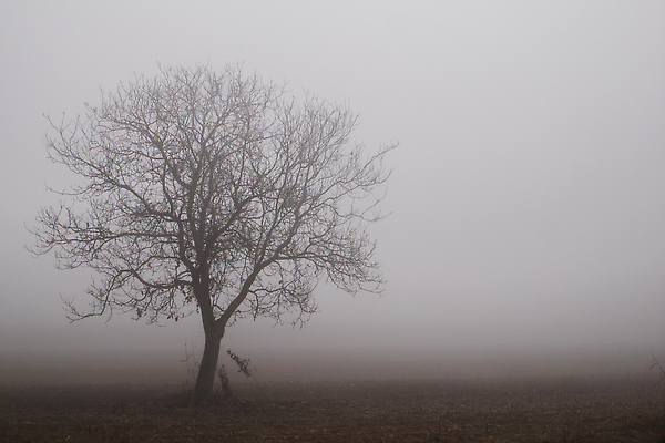 포토 JPG 해외이미지 나무 계절 공원 백그라운드 겨울 자연 하늘 날씨 사람없음 야외 파란색 뷰티 환경 얼음 추위 안개 흰색 나뭇가지 숲 서리 내추럴 해외202309 해외포토 자연요소 식물 공공시설 컬러 생태계 파일형식