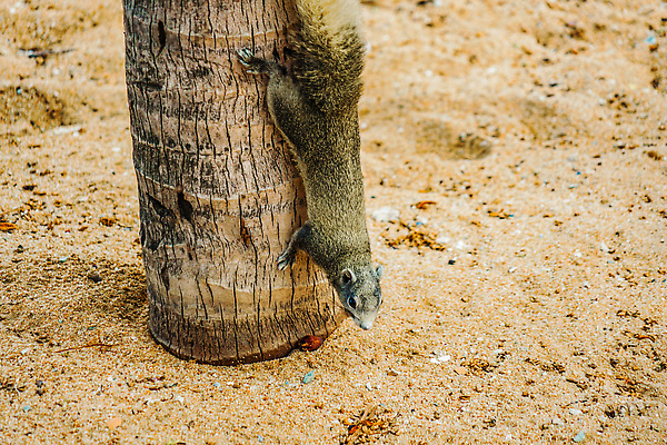 포토 JPG 해외이미지 동물 해외 아시아 야생동물 파타야 태국 자연 생물 풍경 사람없음 반려동물 설치류 작음 휴양지 꼬리 다람쥐 해외202309 해외포토 나라 장소 크기 생태계 파일형식
